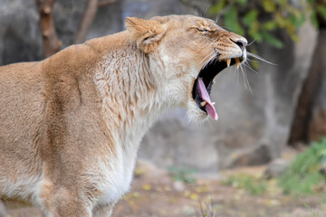 Lioness yawns widely with open mouth
