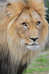 Portrait of a majestic lion
