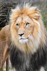 Portrait of a majestic lion


