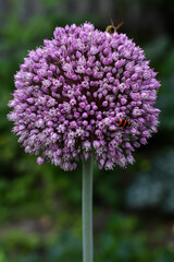 close up of a purple flower.Violet allium flower in fool bloom. Lavender colored, blurred background. Floral , summer background.