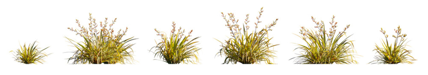 Phormium Cookianum Tricolor (Variegated Mountain Flax)  isolated png on a transparent background premium nature cutout