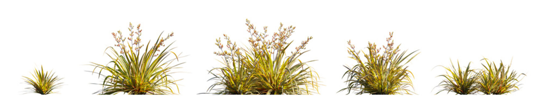 Phormium Cookianum Tricolor (Variegated Mountain Flax)  isolated png on a transparent background premium nature cutout