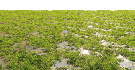 Wet grass and puddles after rain - ground texture PNG  premium nature PNG Cutout