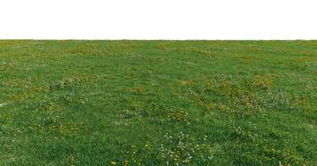 Green meadow with white and yellow wildflowers ground cover premium nature PNG Cutout