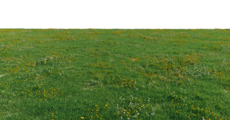 Green meadow with white and yellow wildflowers ground cover premium nature PNG Cutout