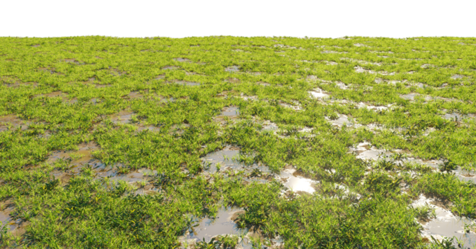 Wet grass and puddles after rain - ground texture PNG  premium nature PNG Cutout