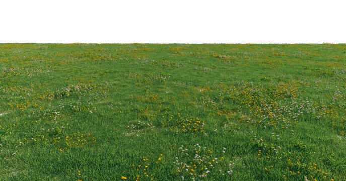 Fototapeta Green meadow with white and yellow wildflowers ground cover premium nature PNG Cutout