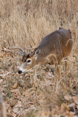 Buck Whitetail Deer During the Rut in Colorado in Autumn