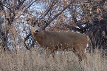 Buck Whitetail Deer During the Rut in Colorado in Autumn