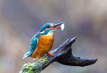 Eisvogel mit Beute