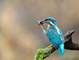 Eisvogel mit Beute