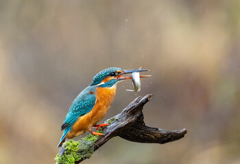 Eisvogel mit Beute