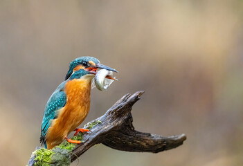 Eisvogel mit Beute