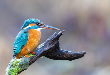 Eisvogel
