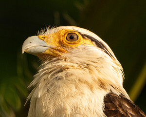 Yellow Headed Caracara in Costa Rica