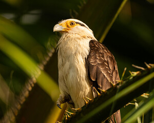 Yellow Headed Caracara in Costa Rica