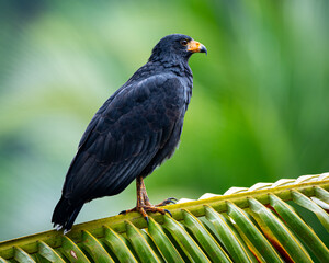 Common Black Hawk in Costa Rica