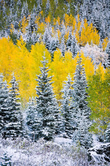 Aspens, Snow, Conifers 0269