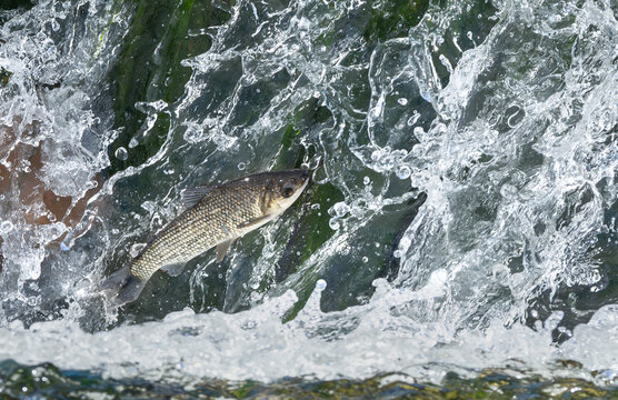 S&aacute;balo pez subiendo rio arriba por cascada.