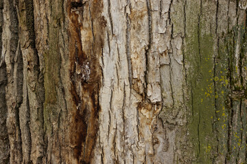 Tree bark texture with moss and natural cracks