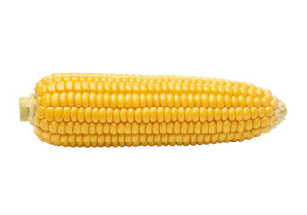 Freshly harvested corn on the cob, vibrant yellow kernels ready for summer grilling, isolated on a transparent PNG background.