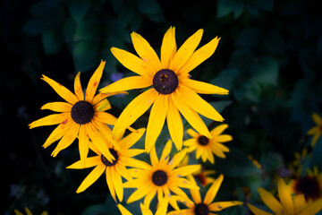 Bright floral display, Sunlit blooms with vibrant greens, Sunkissed daisies with lush greenery showcase, Cheerful yellow flowers with contrasting leaves depict lively themes