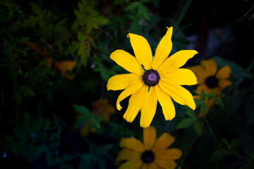 Bright floral display, Sunlit blooms with vibrant greens, Sunkissed daisies with lush greenery showcase, Cheerful yellow flowers with contrasting leaves depict lively themes