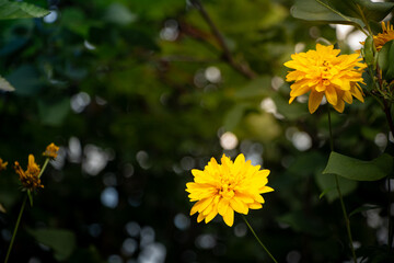 Sunlit floral serenity, Gentle yellow flowers with vibrant greenery surrounding, Sundrenched flowers with layered petals and calming scenery ideal for wellness content