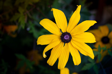 Bright floral display, Sunlit blooms with vibrant greens, Sunkissed daisies with lush greenery showcase, Cheerful yellow flowers with contrasting leaves depict lively themes