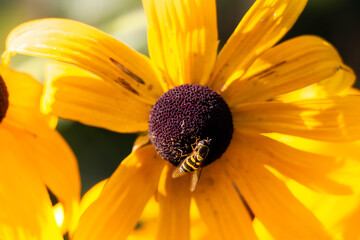Bee pollination closeup, Detailed macro of bee collecting pollen from blooming flower, Close examination of bee extracting nectar amidst textured petals and pollen particles