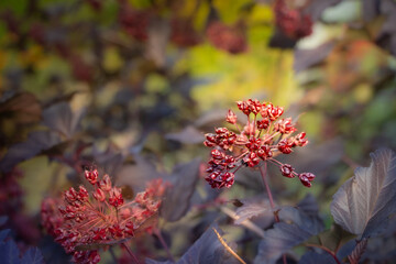 Faint seed plant, Purple foliage in twilight ambiance, Decayed seedlings with muted background textures, Botanical illustration of late season seed decay and pollinator zones