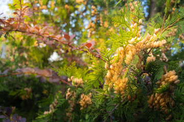 Serene wooded landscape with lush flora, Peaceful forest with vibrant leaves and fresh greenery, Tranquil wooded area teeming with lush foliage and bright leaves