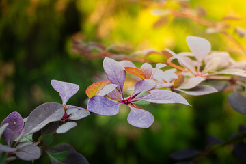 Decorative shrub foliage illuminated by gentle backlight, Vibrant foliage with dew and subtle color shifts illuminated by warm rim light for decorative purposes