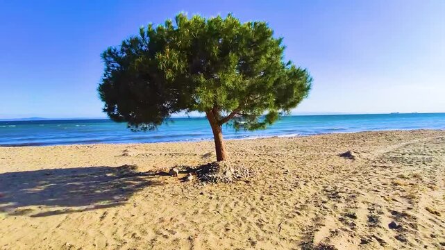 A single green tree standing on a sandy beach by the calm blue sea under a bright sunny sky. Peaceful coastal landscape, perfect for relaxation, nature backgrounds, travel concepts, and summer-themed 