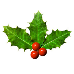 3D Realistic Christmas Sprig of Holly with Green Leaves and Red Berries