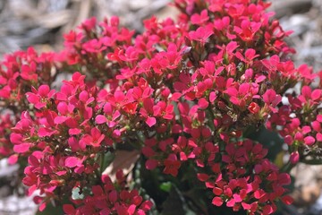 Kalanchoe blossfeldiana - Kalanchoe Blooming Close-up
