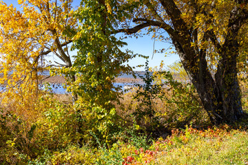 autumn leaves in the park