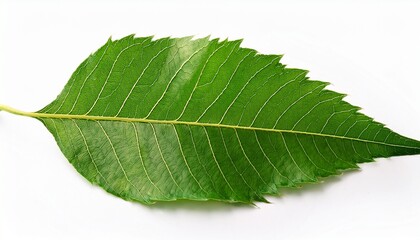 Obraz premium closeup of neem leaf in isolated white background