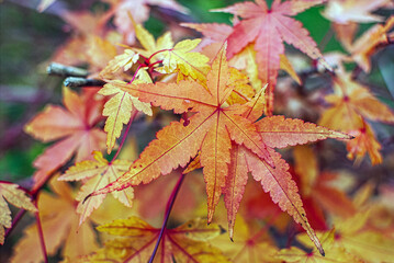 Blätter in Herbstfarben