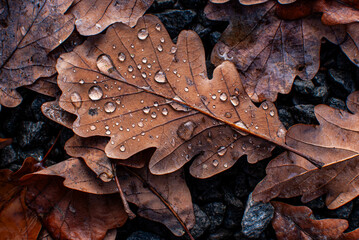 Eichenblatt mit Regentropfen