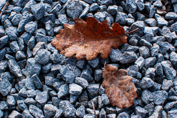 Eichenbl&auml;tter auf kleinen Steinen