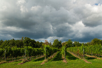 Rebst&ouml;cke und Wolkenhimmel