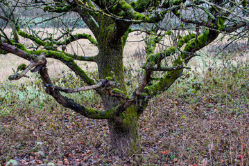 Alte Obstbäume/Apfelbäume