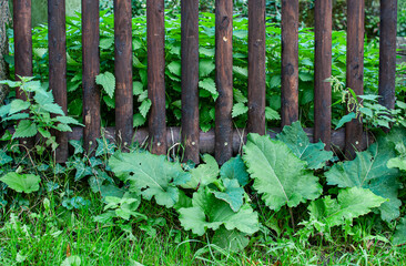 Gartenzaun mit Bewuchs