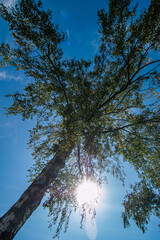 Birke mit Himmel und Sonne
