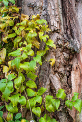 Rrobinienstamm mit Waldrebenranken