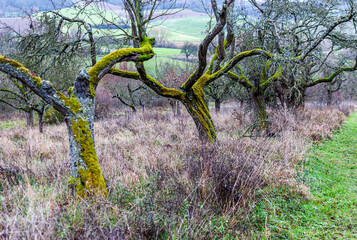 Alte Obstbäume/Apfelbäume