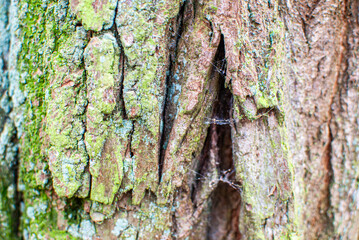 Baumrinde mit Flechten