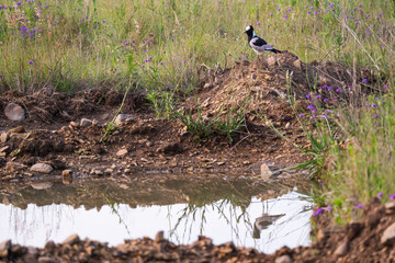 Bird perching on a pile of sand and rocks with a reflection in a pool of water