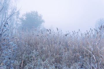 November frosty morning. Beautiful autumn misty sunrise landscape. Foggy morning and rime at scenic high grass meadow.